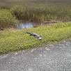 Alligator / Ruta en Bici Everglades | Shark Valley 