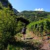 Seguimos hacia el barranco entre viñedos / Farinetta | Saillon 