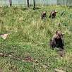 Los osos están pendientes de recibir algo de los visitantes -está prohibido darles de comer- / Ruta a pie Parque de animales de les Angles 