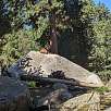 Otro muflón descansado encima de una gran roca / Ruta a pie Parque de animales de les Angles 