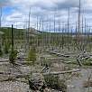 El bosque arrasado por el voraz incendio de 1988 / Ruta a pie Yellowstone | Grand Prismatic Spring 