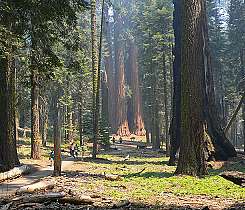 Sequoia National Park | Bosque gigante de secuoyas 