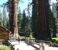 Yosemite | Mariposa Grove