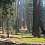 Sequoia National Park | Bosque gigante de secuoyas 
