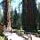 Yosemite | Mariposa Grove