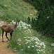 Rebeco o Sarrio del Pirineo. Por la faja Pelay encontrar&eacute;is bastantes! / Sendero � Cola de Caballo y Faja Pelay 