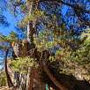 Pino acomodado a la roca / Ruta a pie Los Callejones de las Majadas. Serranía de Cuenca 