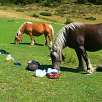 Caballos en busca de comida / Ruta a pie Gorges del Segre y Ermita de Sant Feliu de Castellvell 