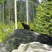 Las marmotas son la reinas del lugar / Ruta a pie Grand Teton National Park | Vuelta al lago Jenny 