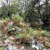 El camino se abre paso entre el bosque con subidas y bajadas / Ruta a pie Circular de los lagos de Covadonga | PR-PNPE2 