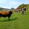 Seguimos el camino señalizado -ojo con los animales que están pastando- / Ruta a pie Circular de los lagos de Covadonga | PR-PNPE2 