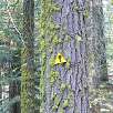 Indicadores del Trail of the Sequoias / Ruta a pie Sequoia National Park | Bosque gigante de secuoyas  