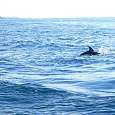Es fácil avistar delfines mulares 