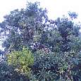 2. Un paltero o árbol de aguacates 
