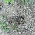 ¿Es la pisada de un oso? 
