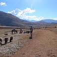 Ganadería en Maras 