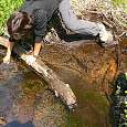 Recogiendo pepitas de oro en Circle Meadow 