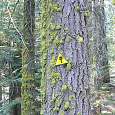 Indicadores del Trail of the Sequoias 
