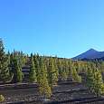 El Teide al fondo y los pinos canarios al inicio del sendero 