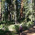 Subiendo por el sendero hacia Fallen Wawona 