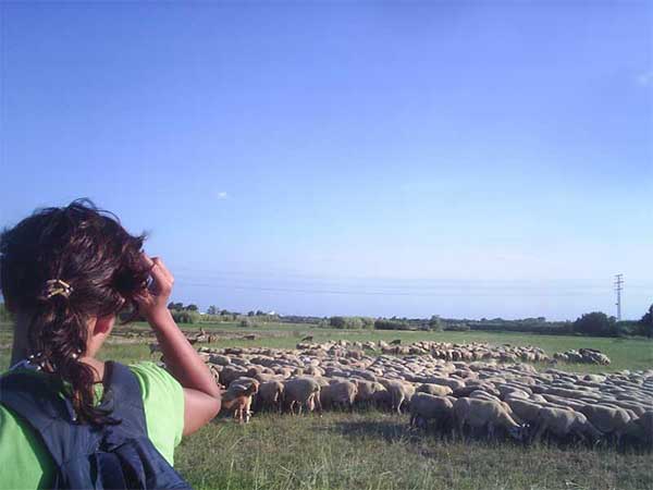 Varios rebaños de ovejas que se extienden como algodoncitos en el campo 