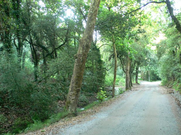 Bajada de Sant Medir 