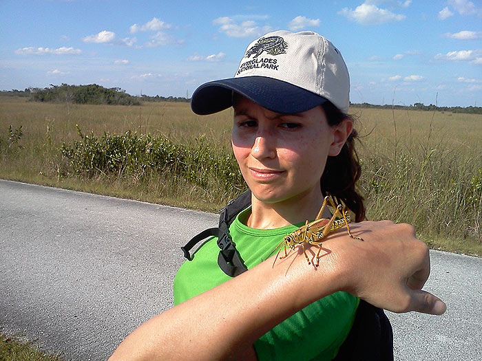¿Que comen los saltamontes de los Everglades? 