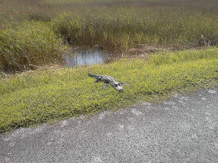 Alligator 