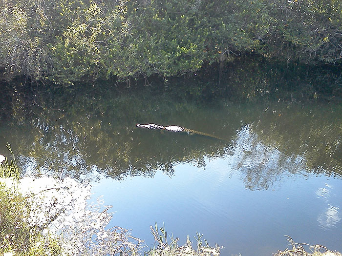 Alligator en una de las balsas del camino 