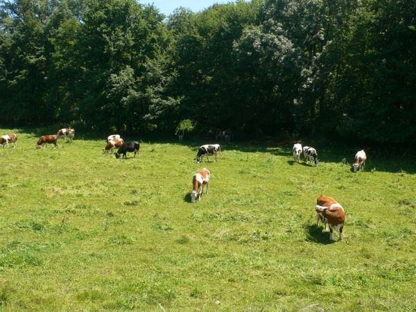 A partir de Pierrafitte se inicia el llano y las pasturas 