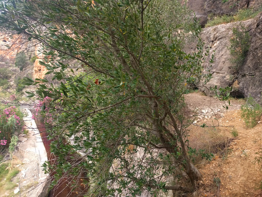 Cerca del primer resalte inicio de la vía ferrata 