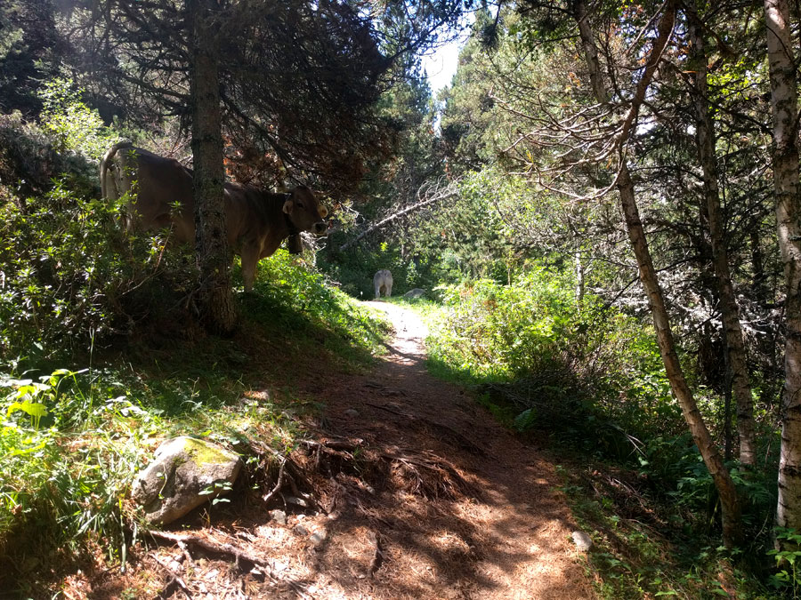 Cows next to the path 