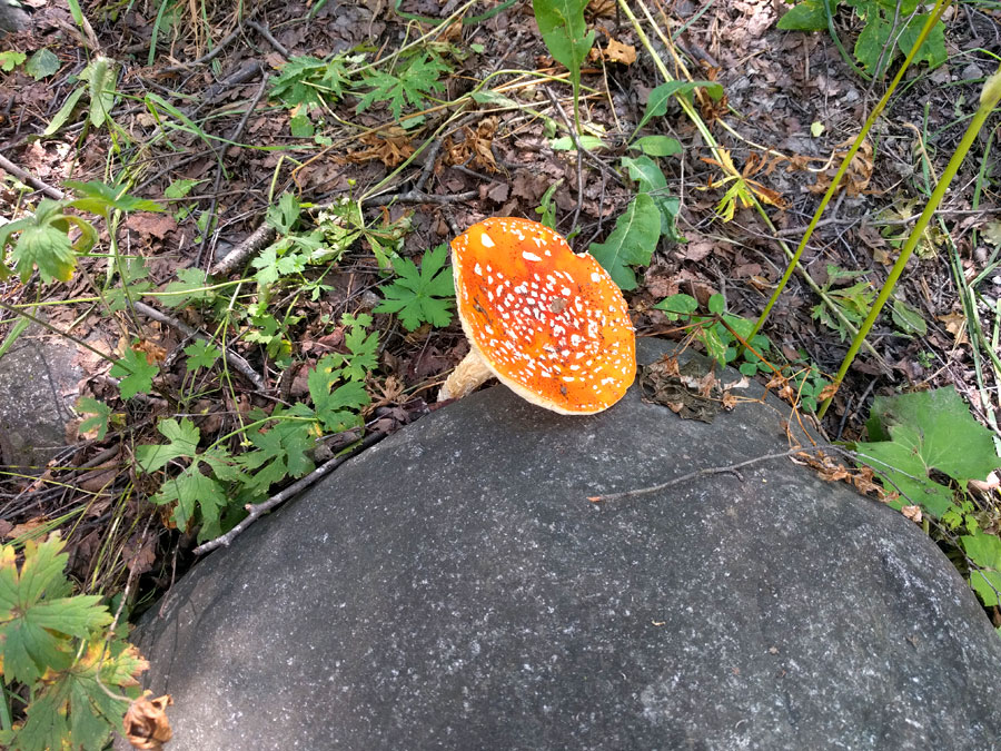 Amanita muscaria 