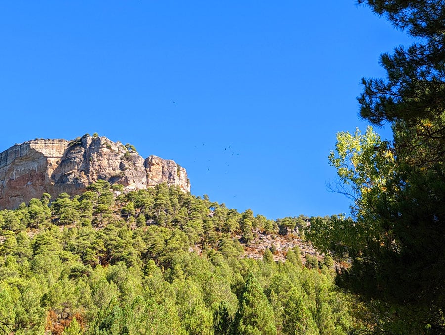 Buitres sobrevolando los contrafuertes de la punta de San Roque 