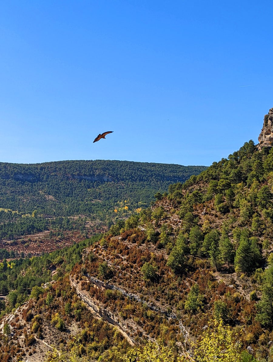 Buitre volando sobre nuestras cabezas 
