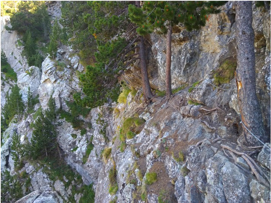First lateral section -among trees- 