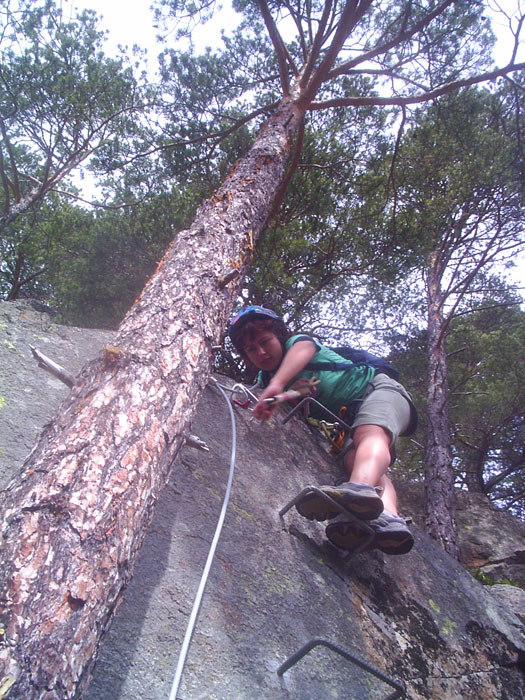 Exit from the route into a pine forest 