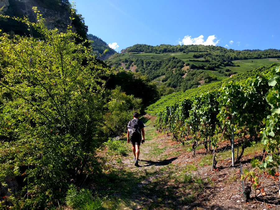 Seguimos hacia el barranco entre viñedos 