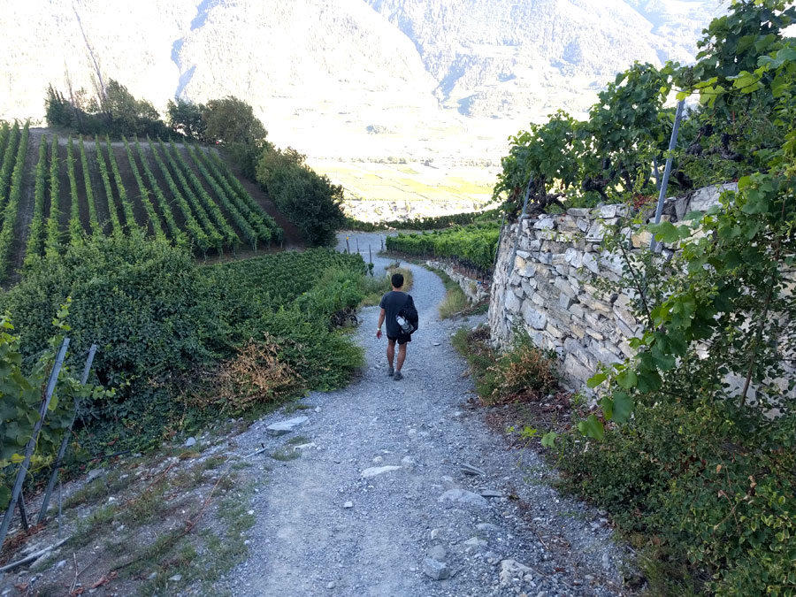 Camino de regreso entre viñedos 