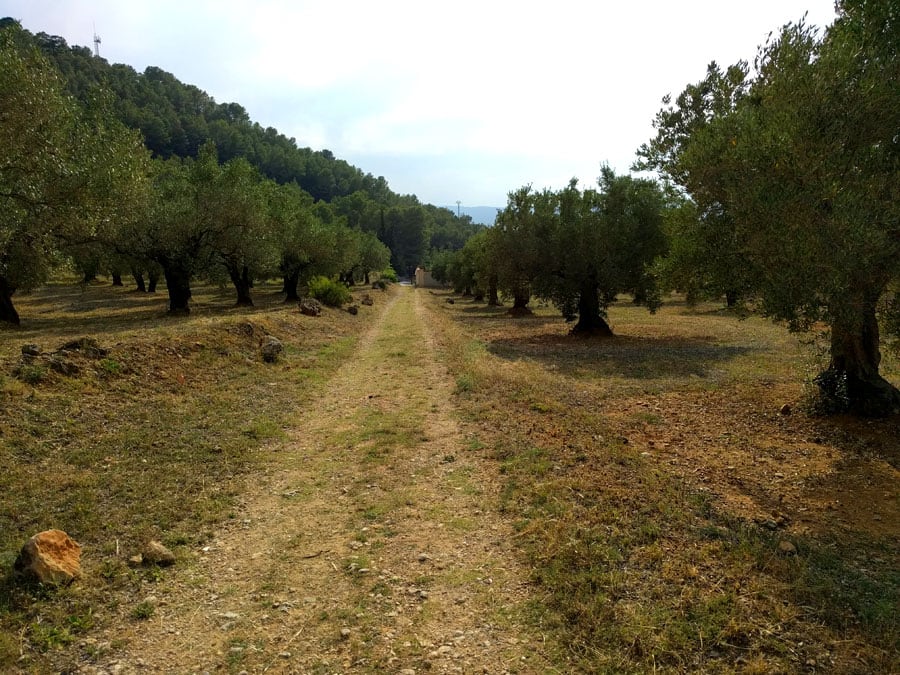 Olive field in the last meters of the return 