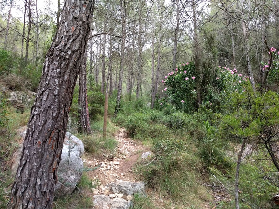 Canyon trail 
