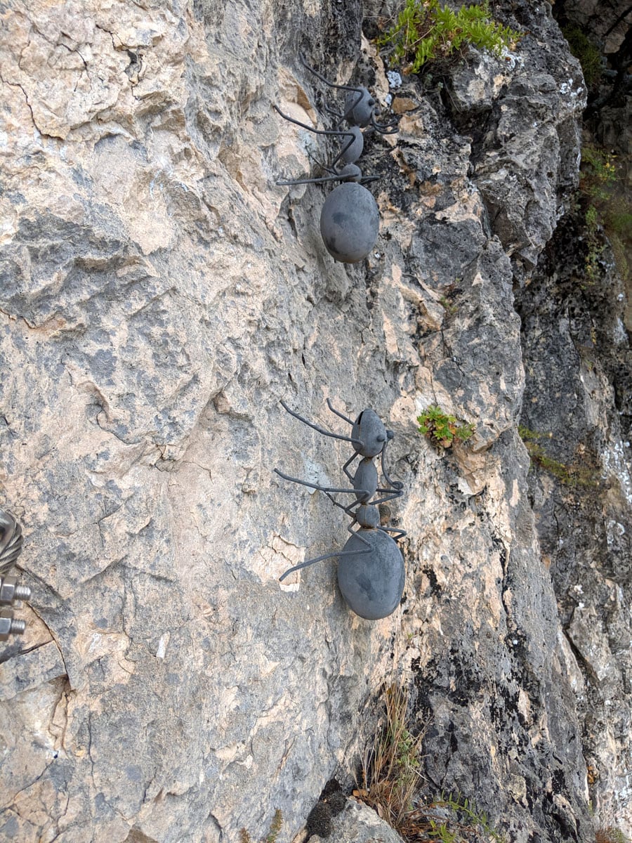 Climbing with the -tickle of the ants- 