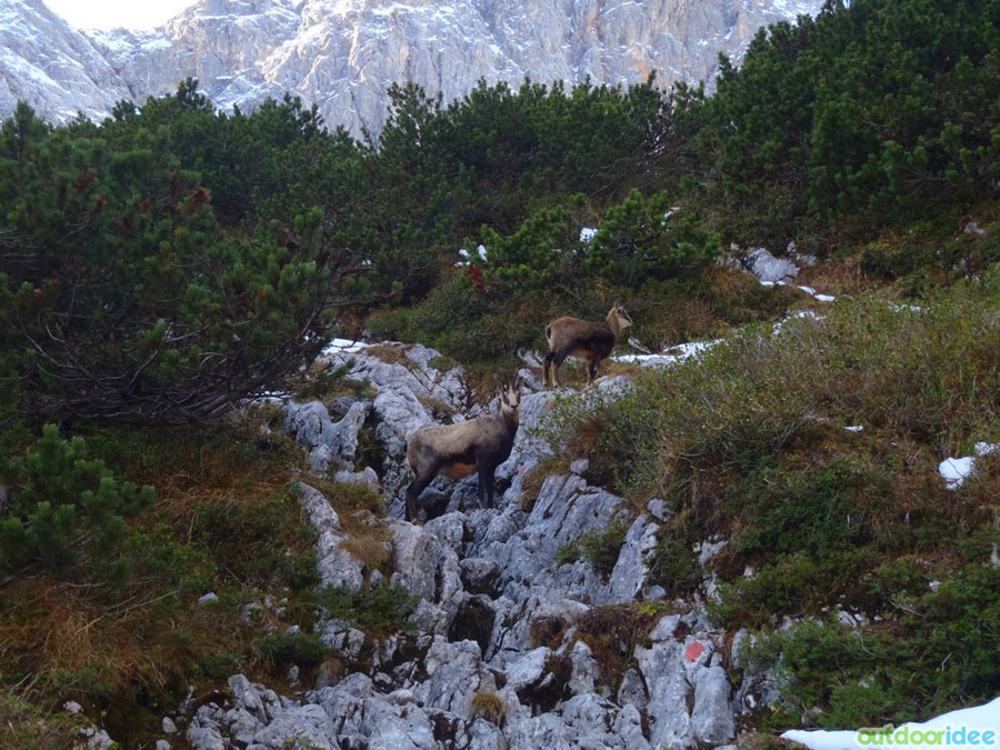 Deers 