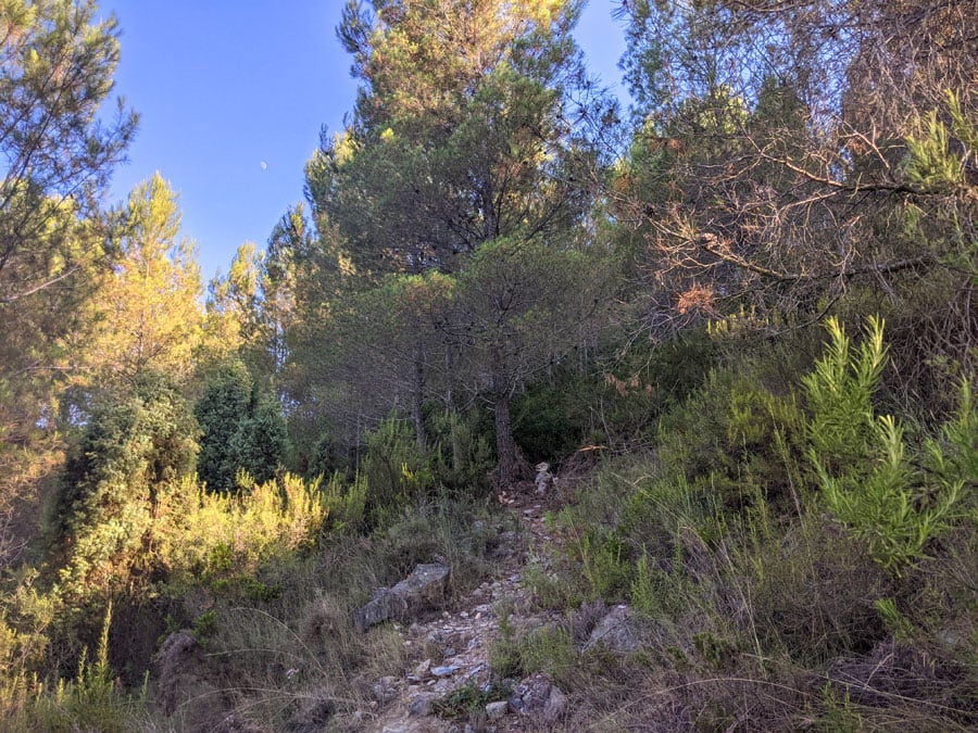  Seguimos los hitos hasta el pino evitando pasar cerca del cortado de la izquierda 