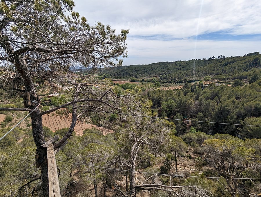 Vista atrás a la viga de madera desde el árbol 
