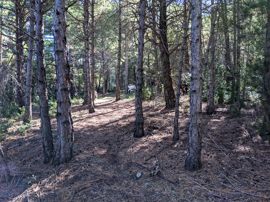 Camino de regreso en el bosque 