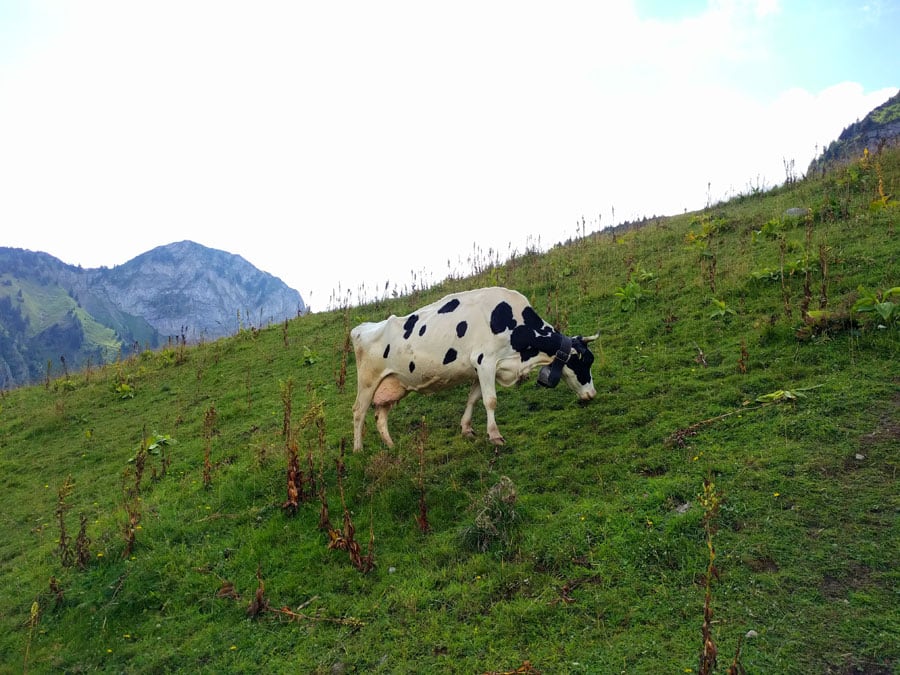 Vaca pastando al pie de la Dent de Jaman que bordearemos por la derecha 