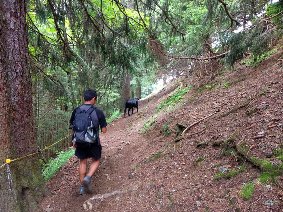 Compartiendo camino con las vacas 