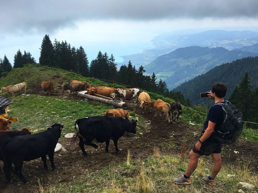 Vacas junto al sendero de Champssalaz 