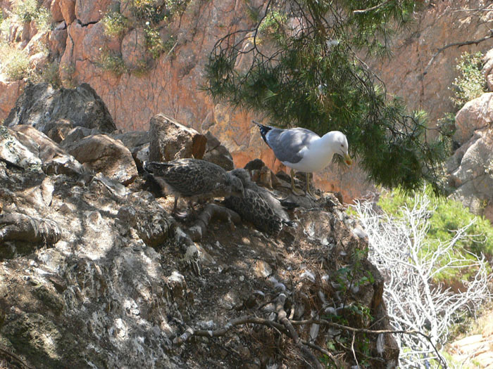 Nesting area for seagulls 